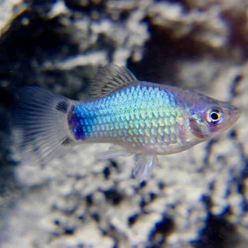 Xiphophorus maculatus - Platy bleu M